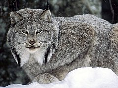 Canadian Lynx, Canada